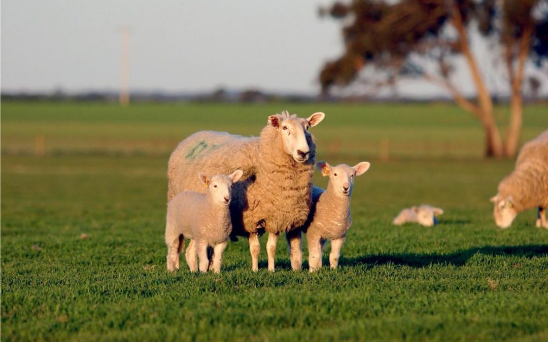 Livestock Insurance in Australia